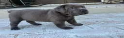 Cane Corso dogs for sale: Cane Corso yellow collar - Ad 3