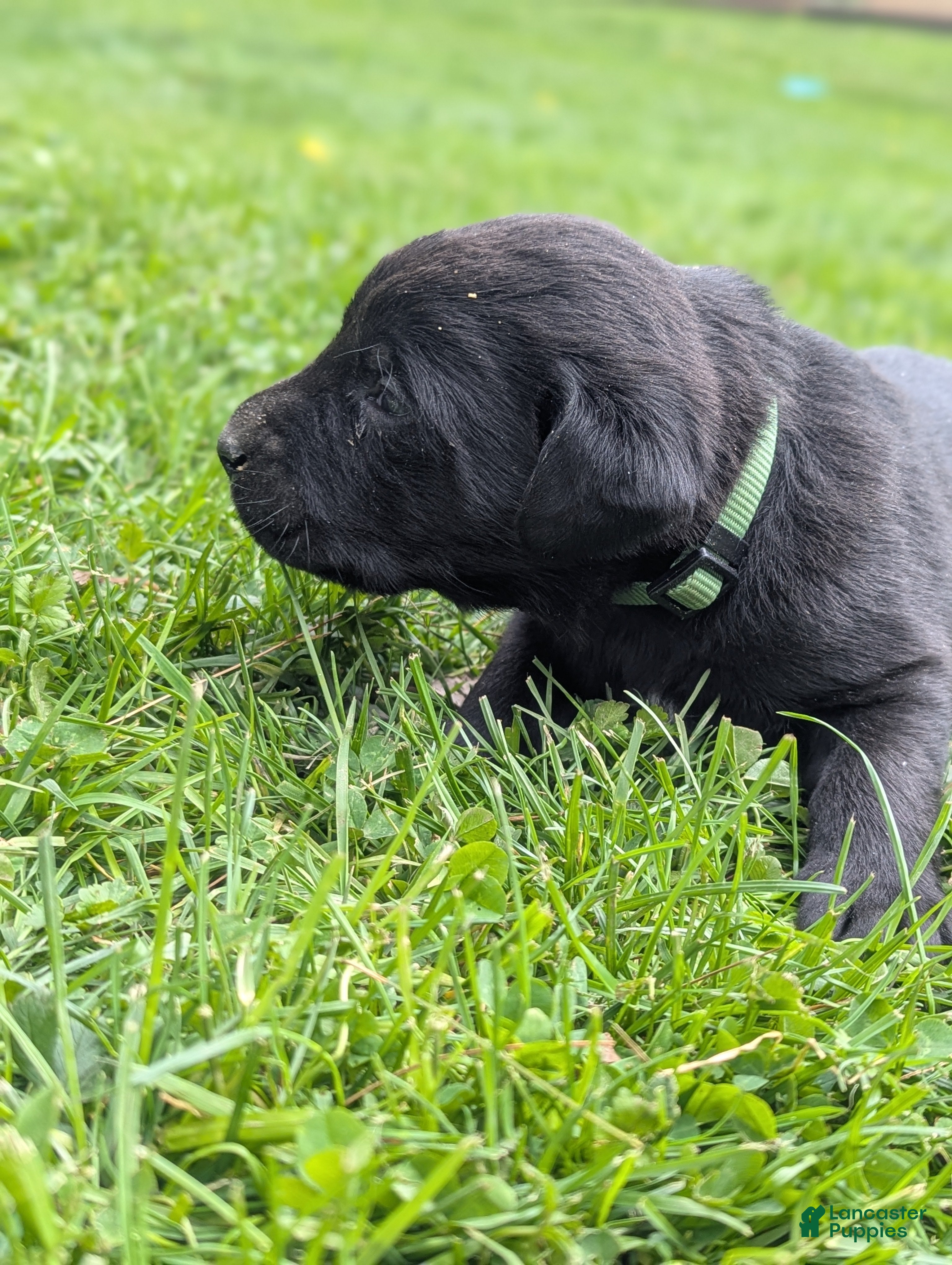Labrador Retriever dogs Marsh - Ad 2