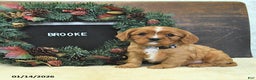 Cavalier King Charles Spaniel dogs for sale: Brooke - Ad 2