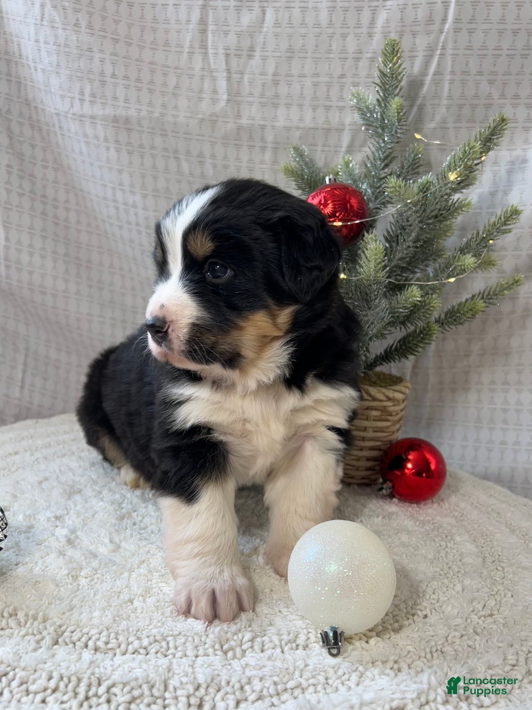 Mixed Breed dogs for sale: Jill - Ad 3