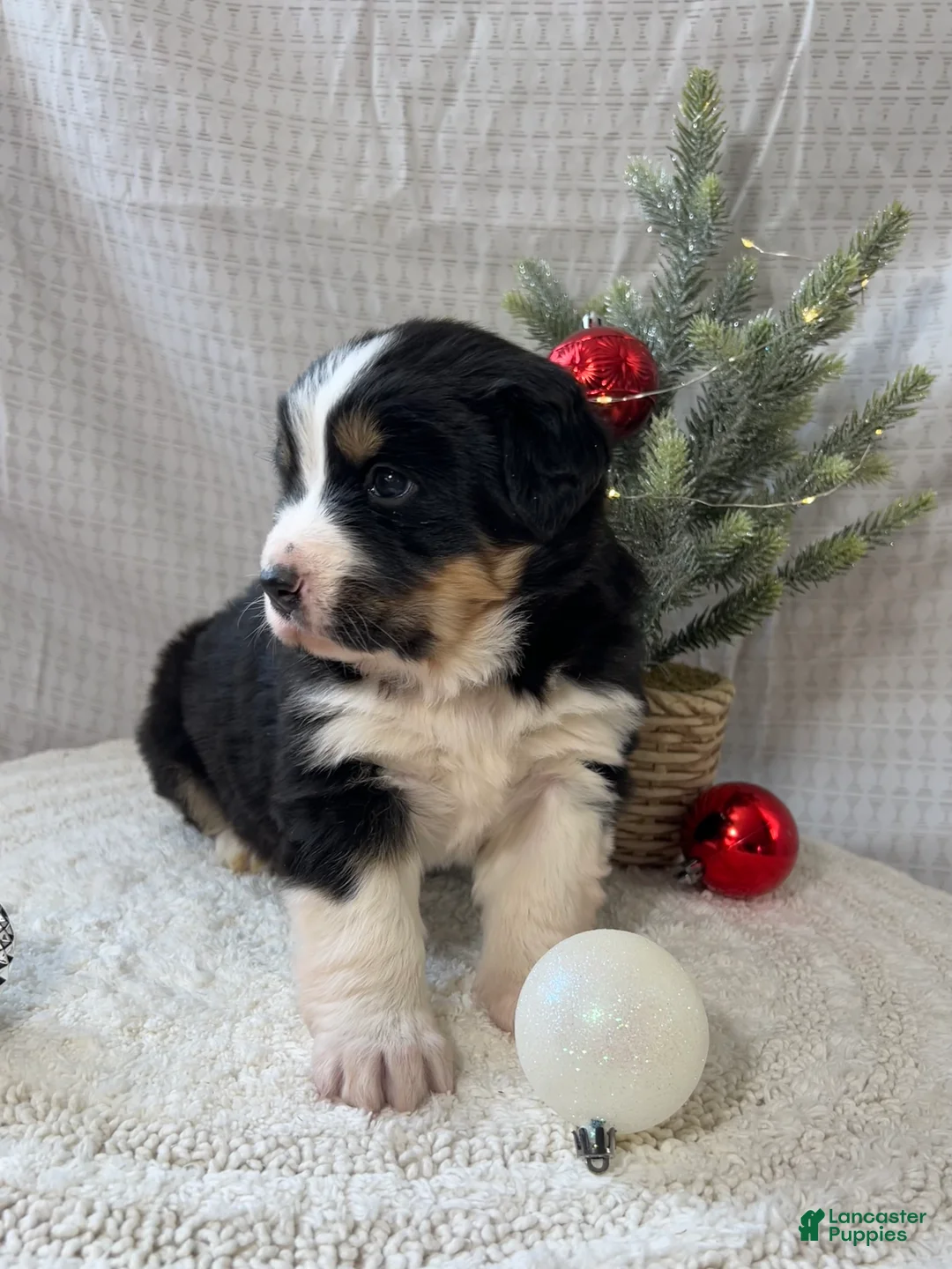 Mixed Breed dogs for sale: Jill - Ad 3