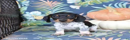 Miniature Dachshund dogs for sale: Hickory - Ad 5