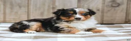 Australian Shepherd dogs for sale: Rylie - Ad 5