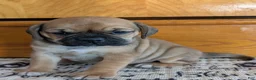 Puggle dogs for sale: Kati - Ad 5
