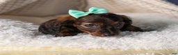 Miniature Dachshund dogs for sale: Cleo - Ad 26