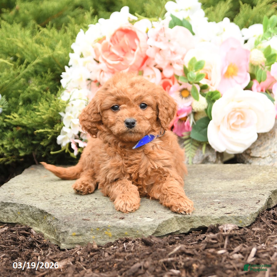 Mini Goldendoodle dogs Sunshine - Ad 2