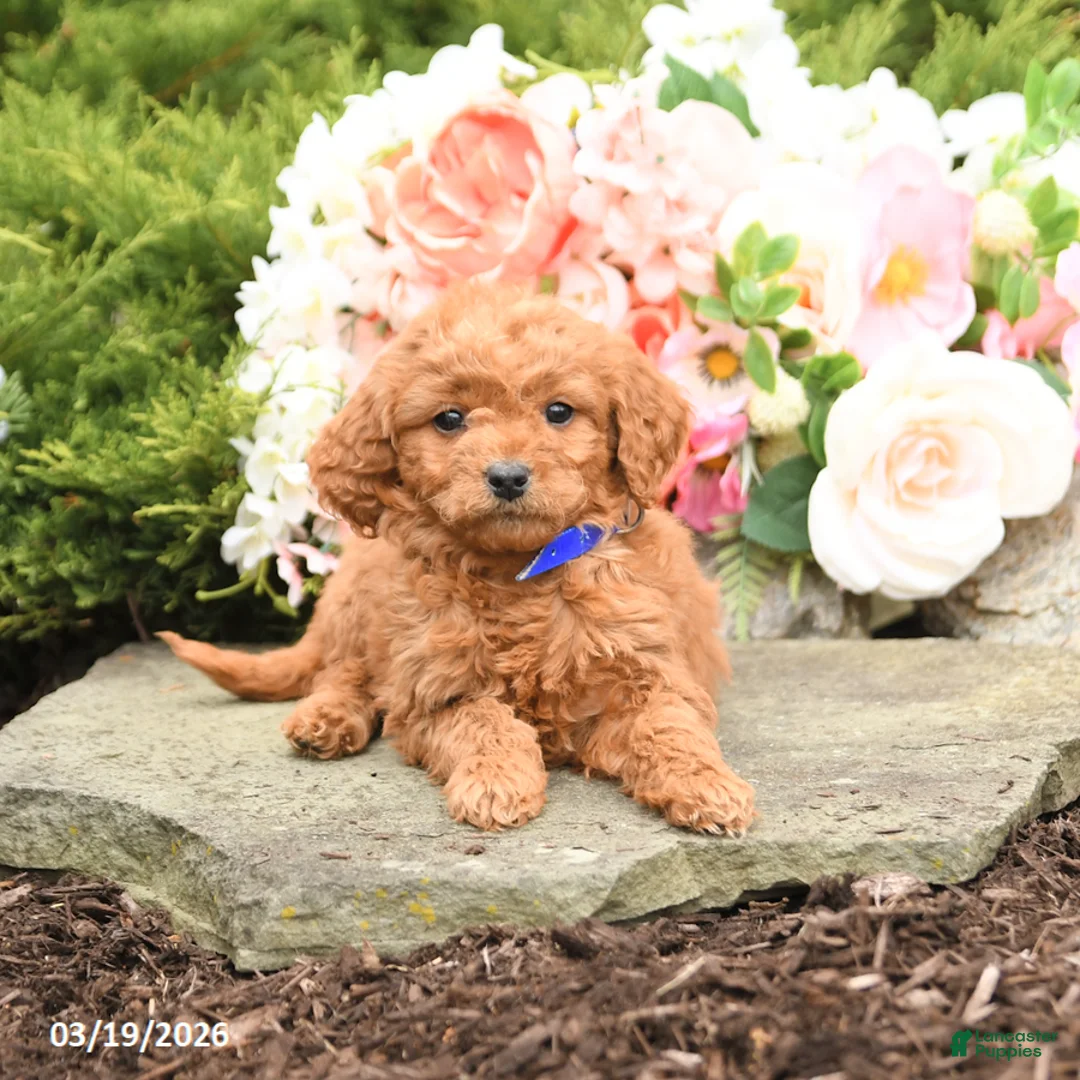 Mini Goldendoodle dogs for sale: Sunshine - Ad 2