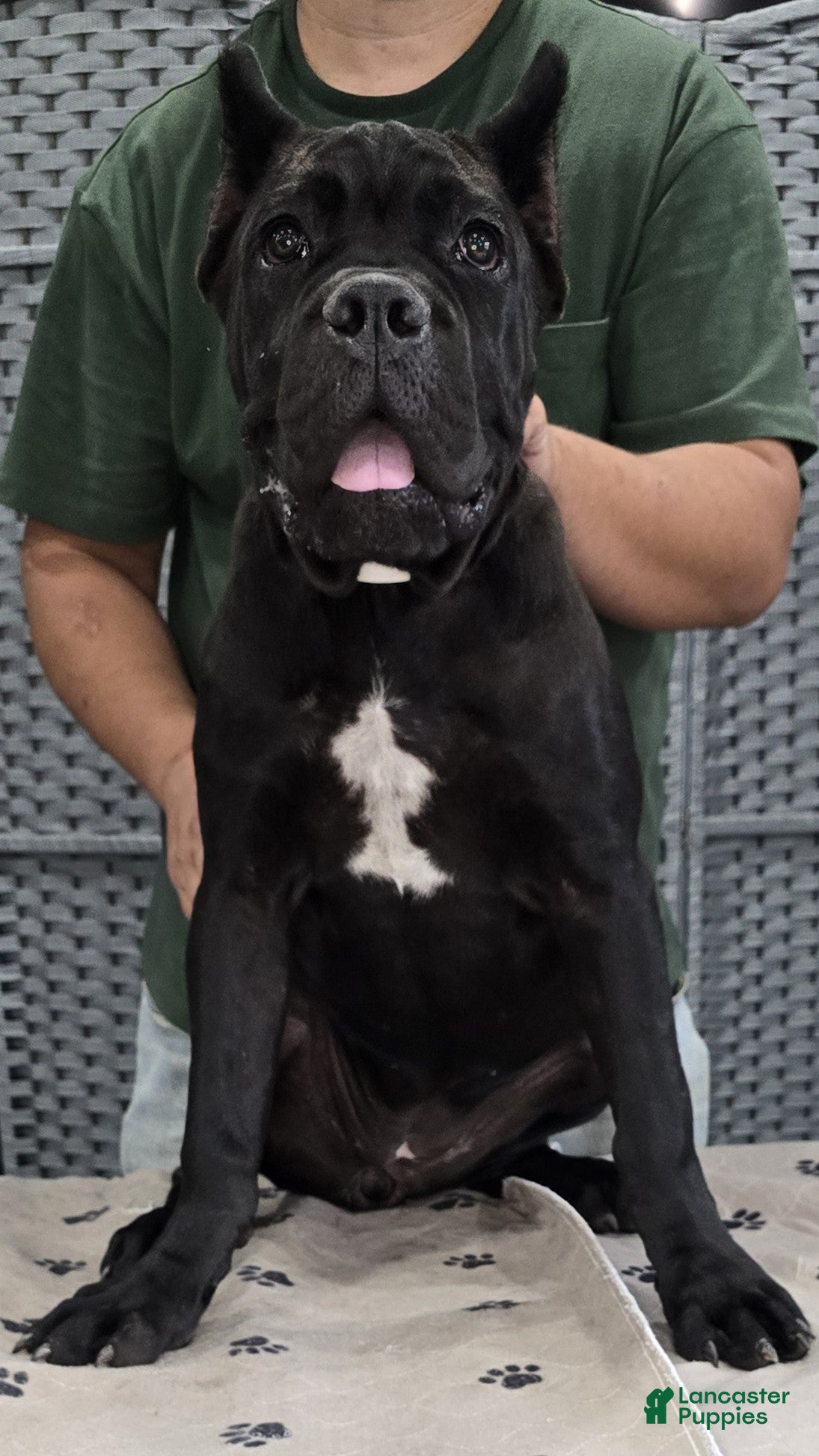 Cane Corso dogs White Girl  - Ad 1