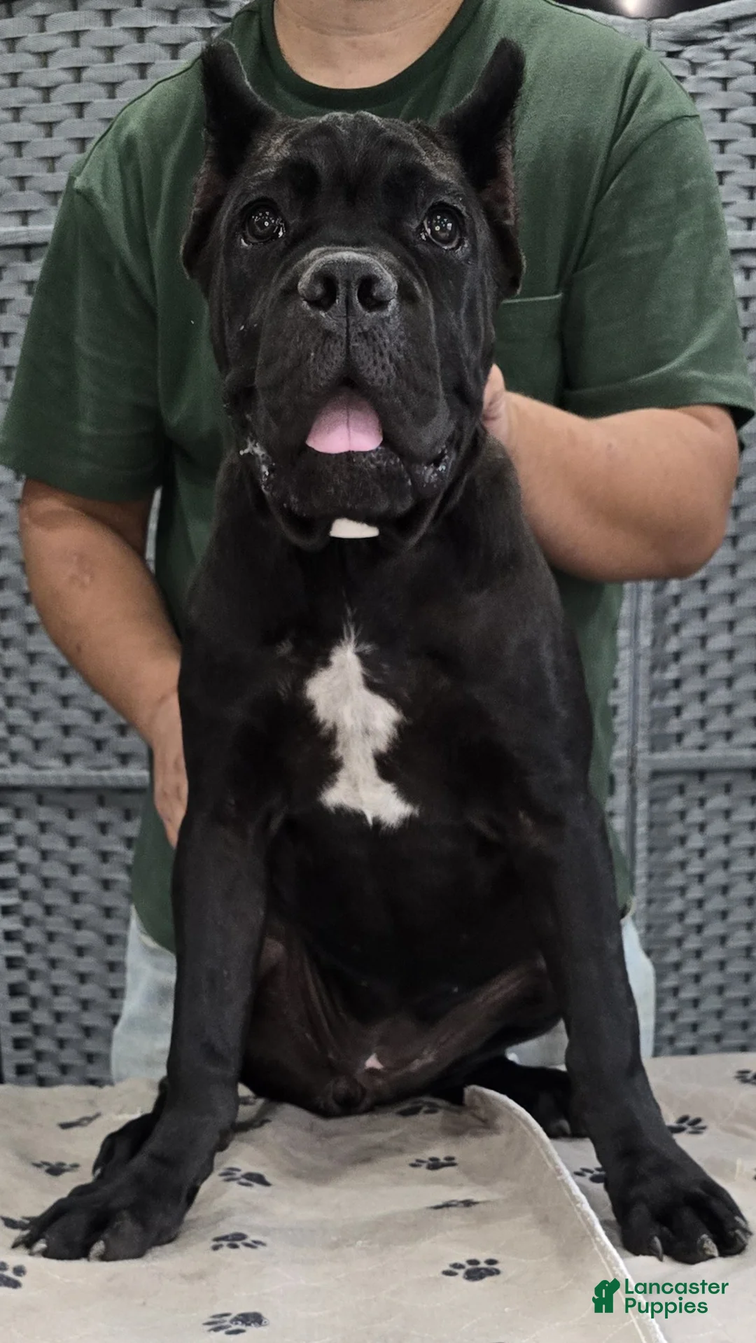 Cane Corso dogs for sale: White Girl  - Ad 1