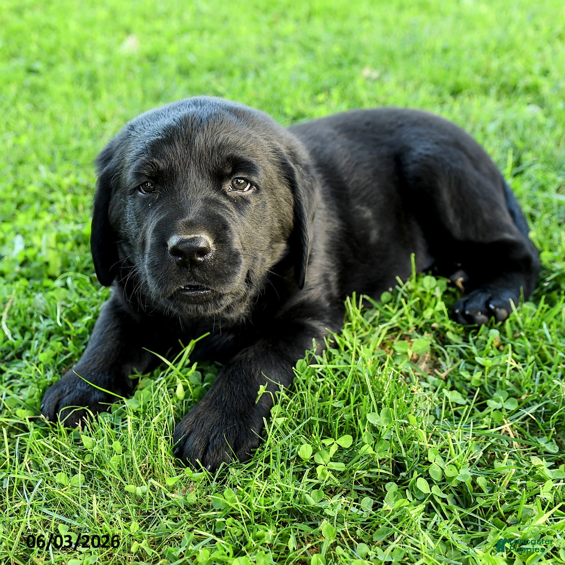 Labrador Retriever dogs for sale: Amadeus - Ad 4