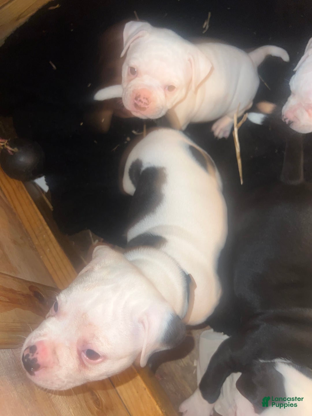 American Bulldog dogs for sale: American Bulldog Puppy 4 - Ad 1