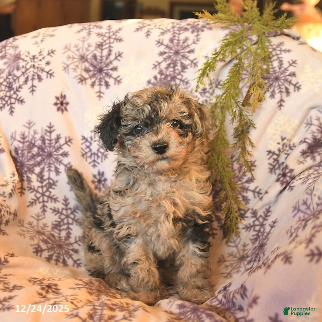 Miniature Poodle dogs for sale: Arctic  - Ad 4