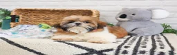 Shih Tzu dogs for sale: Theon  - Ad 2