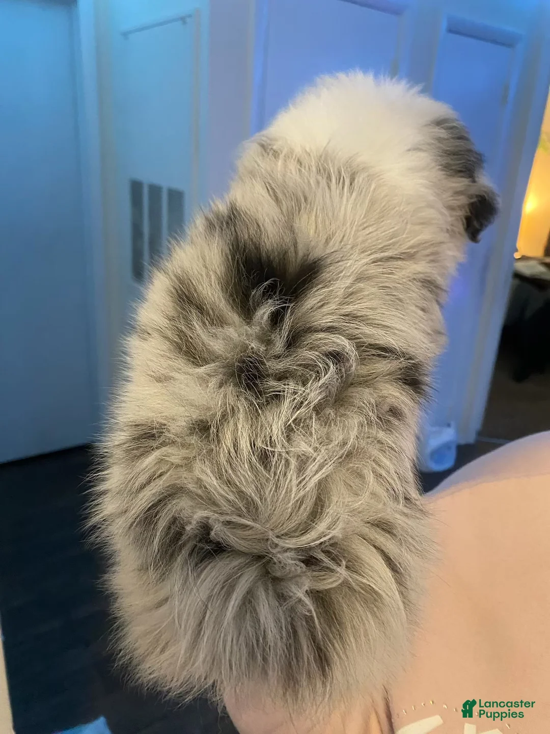 Miniature Australian Shepherd dogs for sale: Mylo - Ad 2