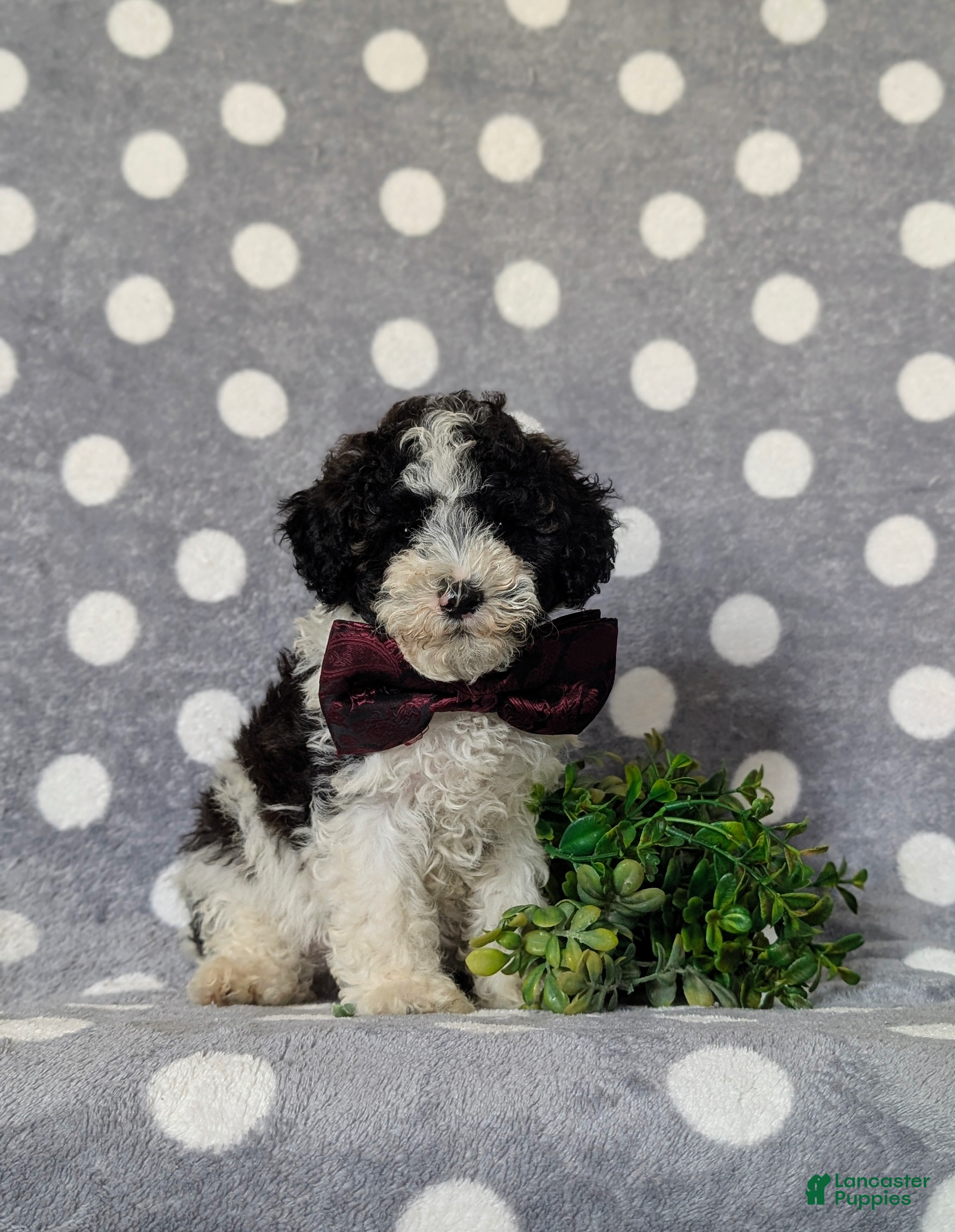 Toy Poodle dogs Sumner - Ad 1