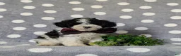 Toy Poodle dogs for sale: Sumner - Ad 1