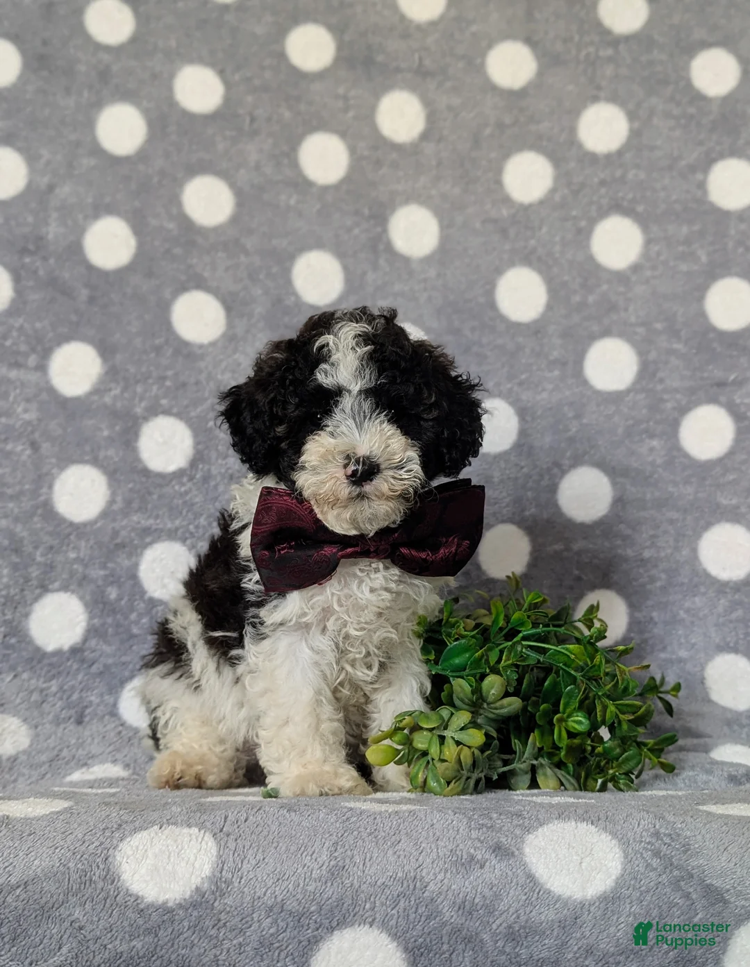 Toy Poodle dogs for sale: Sumner - Ad 1