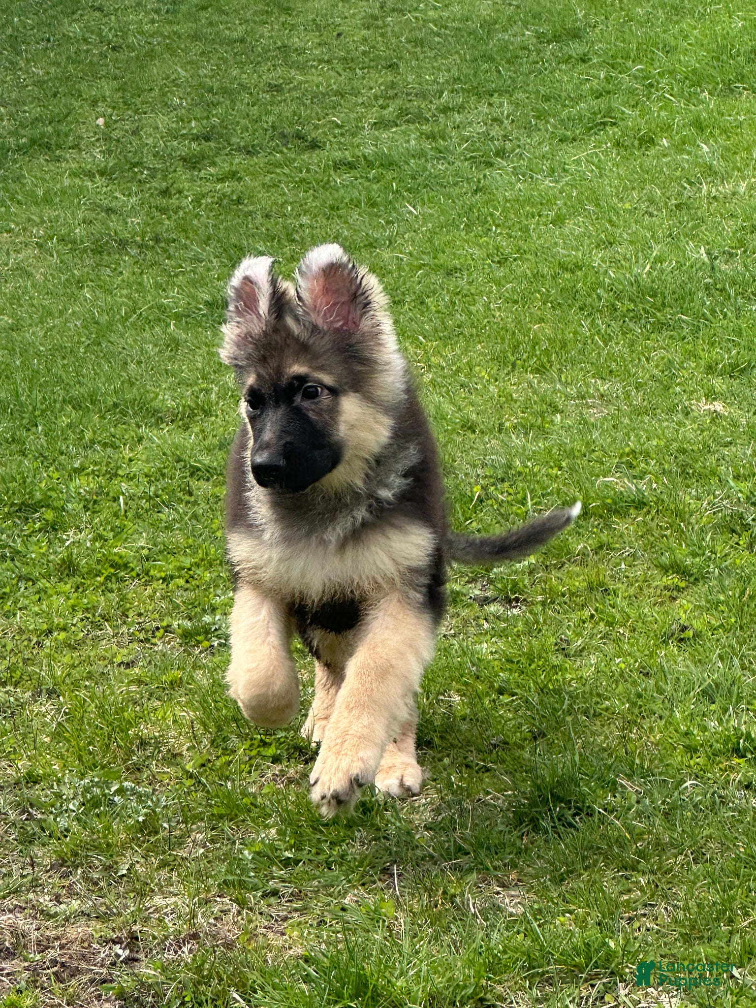 German Shepherd dogs German Shepherd Puppy 1 - Ad 14