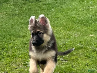 German Shepherd dogs German Shepherd Puppy 1 - Ad 42