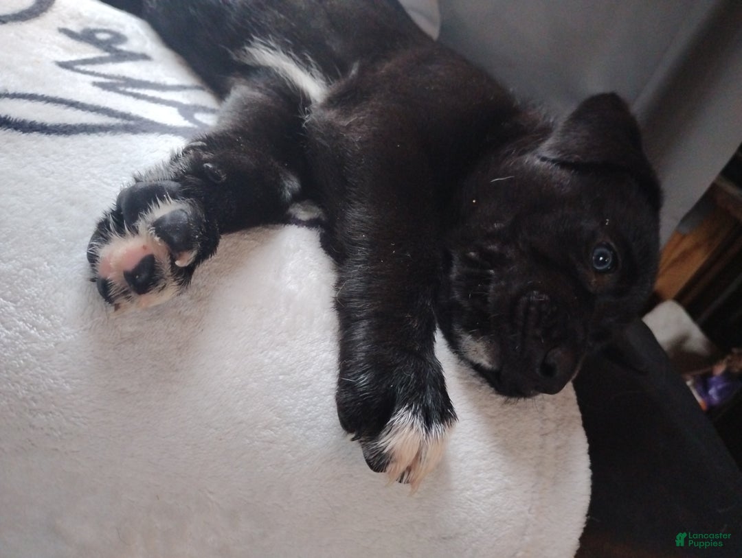 Mixed Breed dogs for sale: Pink - Ad 2