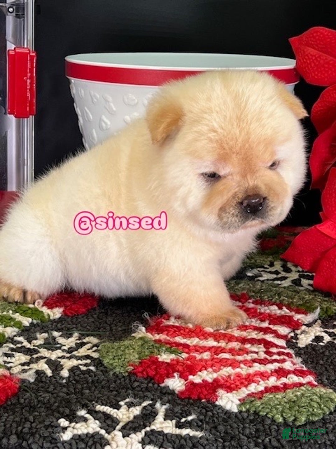 Chow Chow dogs for sale: St Nick  - Ad 2