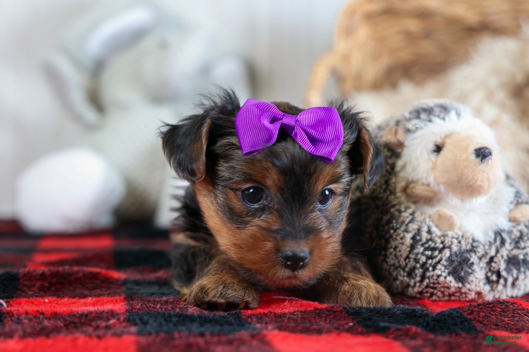 Yorkshire Terrier dogs for sale: CALLIE - Ad 11