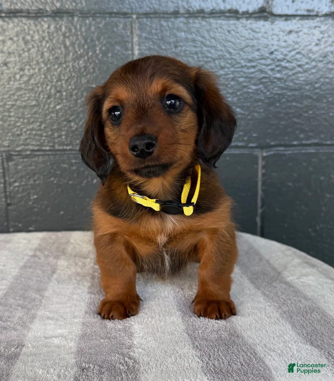 Miniature Dachshund dogs for sale: Colt - Ad 2