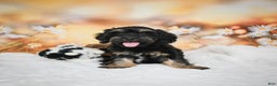 Cockapoo dogs for sale: Carter - Ad 2