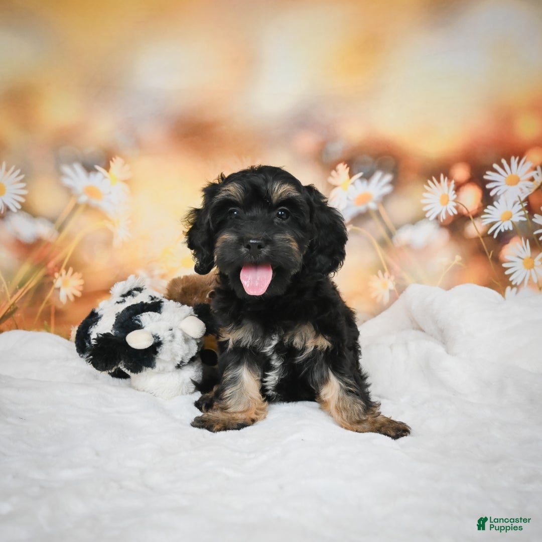 Cockapoo dogs for sale: Carter - Ad 2