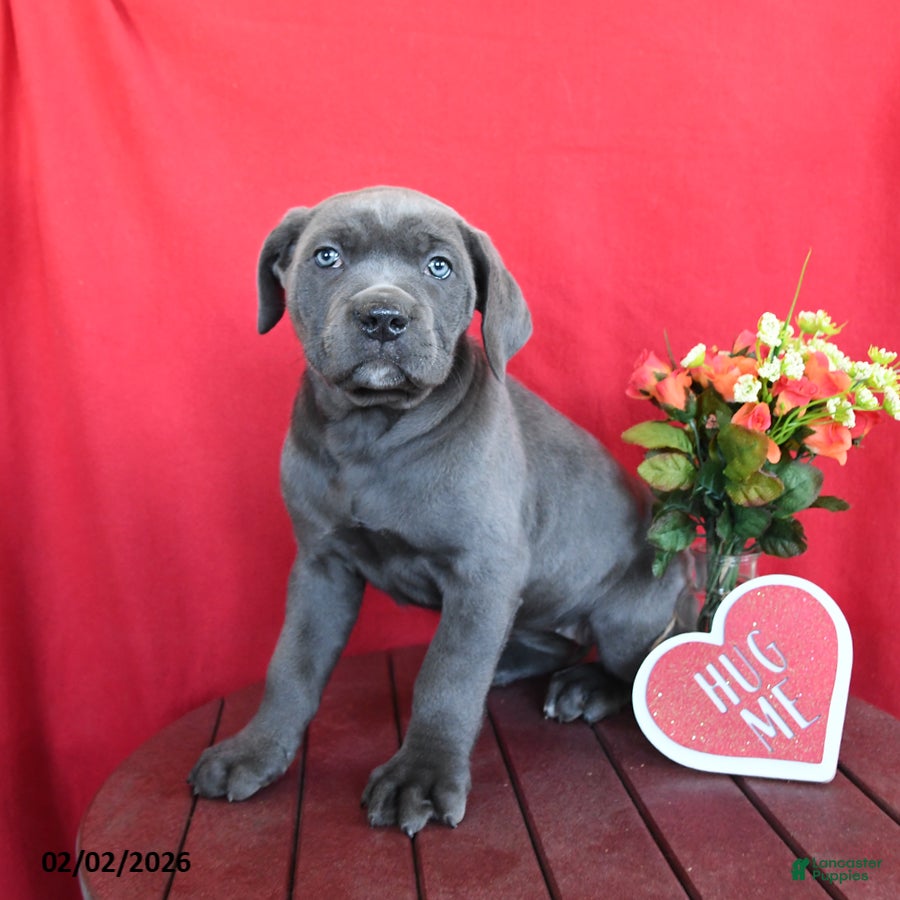 Cane Corso dogs Kelsey - Ad 2