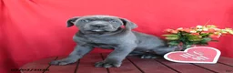 Cane Corso dogs for sale: Kelsey - Ad 2