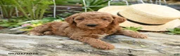 Miniature Poodle dogs for sale: Huckleberry - Ad 3