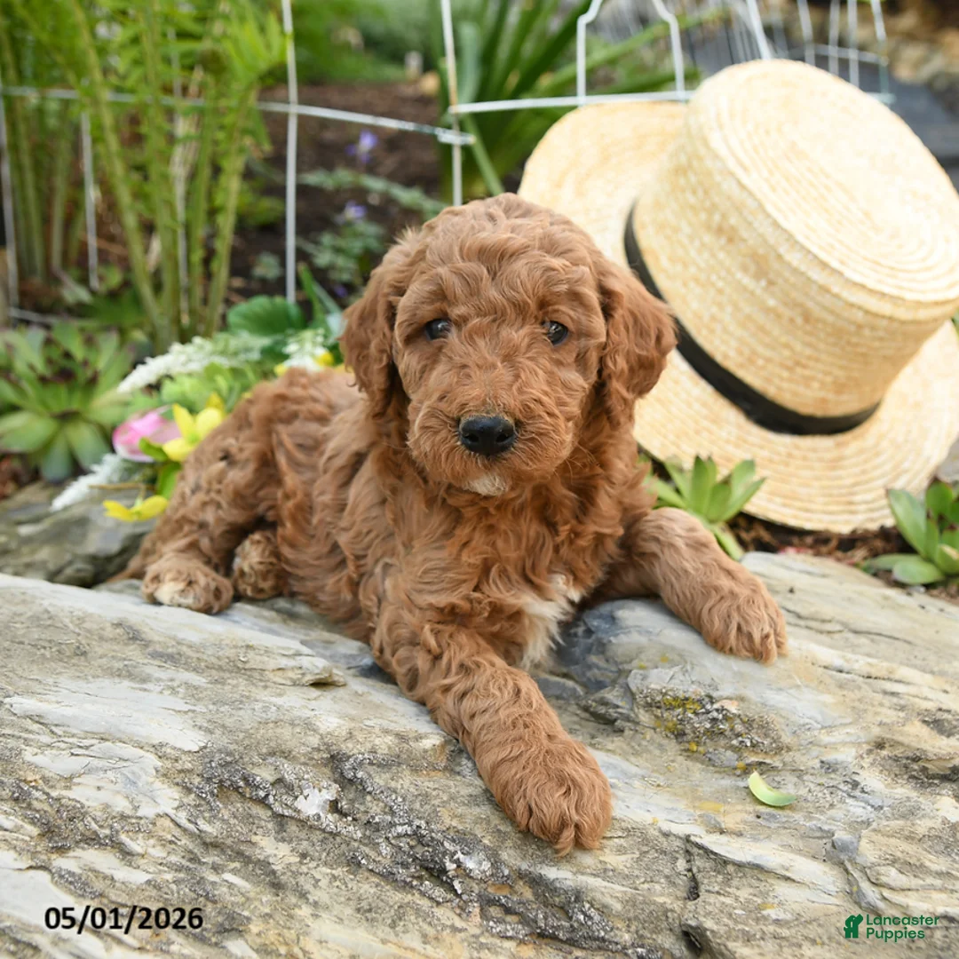 Miniature Poodle dogs for sale: Huckleberry - Ad 3