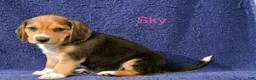 Beagle dogs for sale: Beagle 6 - Ad 1