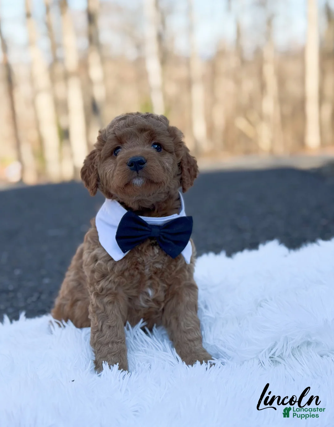 Mini Goldendoodle dogs for sale: Lincoln  - Ad 1