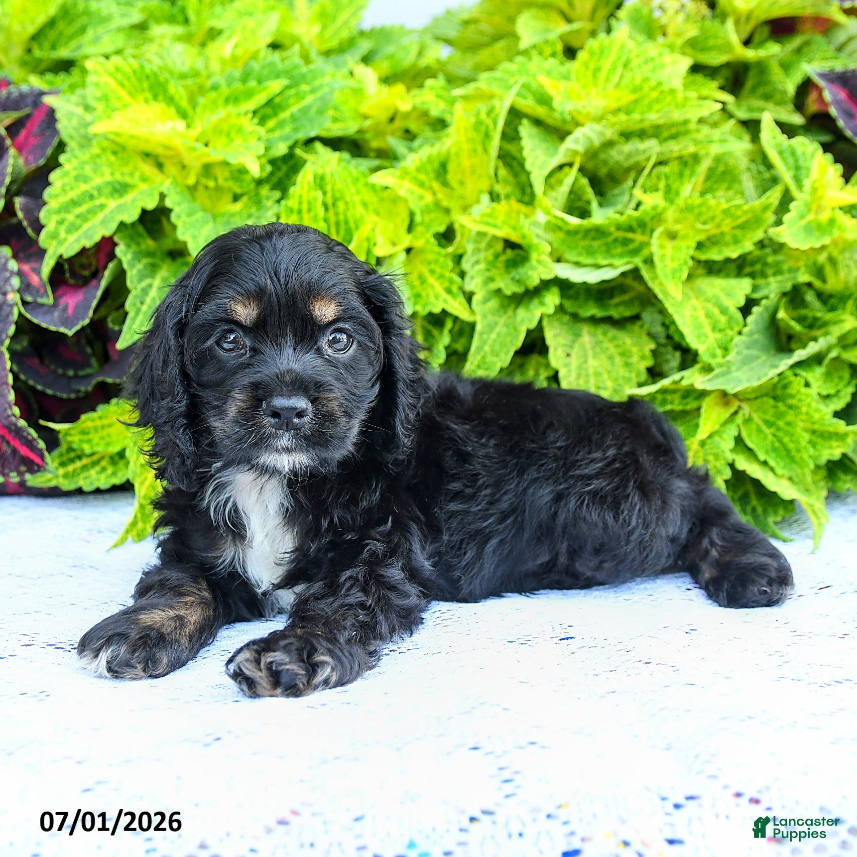 English Cocker Spaniel dogs Dakota - Ad 2