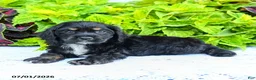 English Cocker Spaniel dogs for sale: Dakota - Ad 2