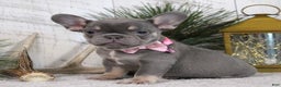 French Bulldog dogs for sale: Ann - Ad 3