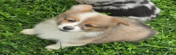 Welsh Corgi Pembroke dogs for sale: Dazzling Danny - Ad 15
