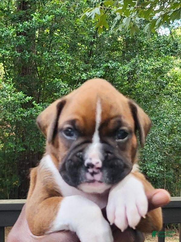 Boxer dogs Boxer 3 - Ad 11