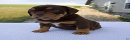 Beabull dogs for sale: Stella - Ad 5