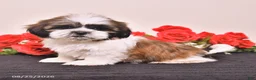 Shih Tzu dogs for sale: Kane - Ad 3