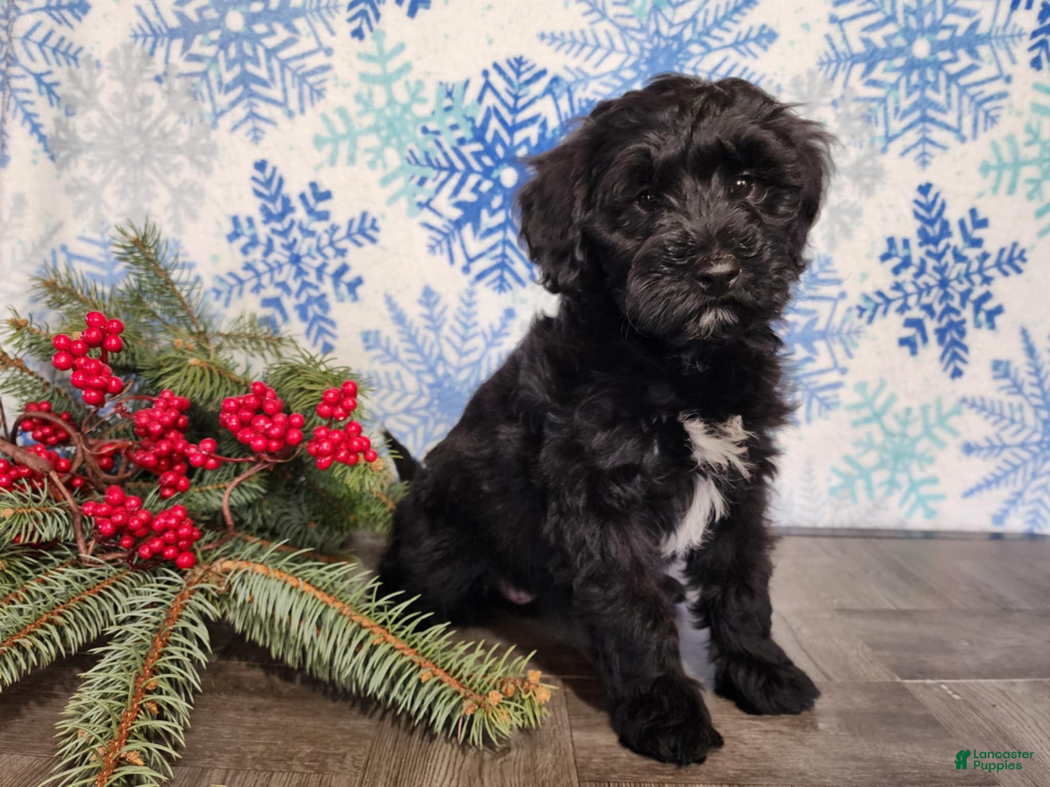 Mini Bernedoodle dogs Grace - Ad 20