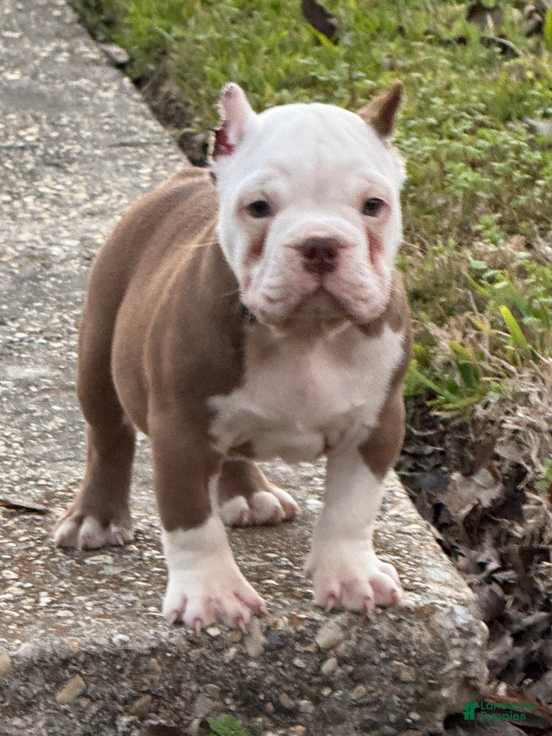 American Bully dogs for sale: American Bully Puppy 1 - Ad 1