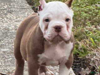 American Bully dogs American Bully Puppy 1 - Ad 20