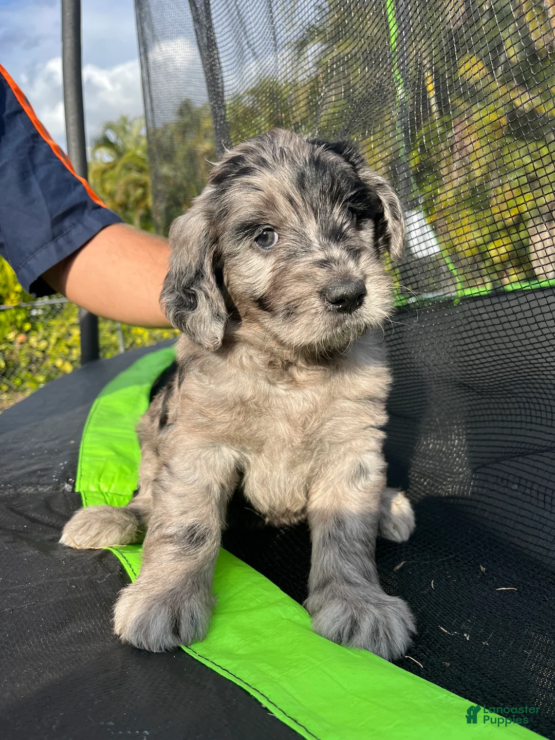 Goldendoodle dogs for sale: Micki  - Ad 3