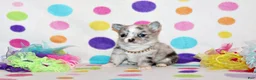 Chihuahua dogs for sale: Preston - Ad 1