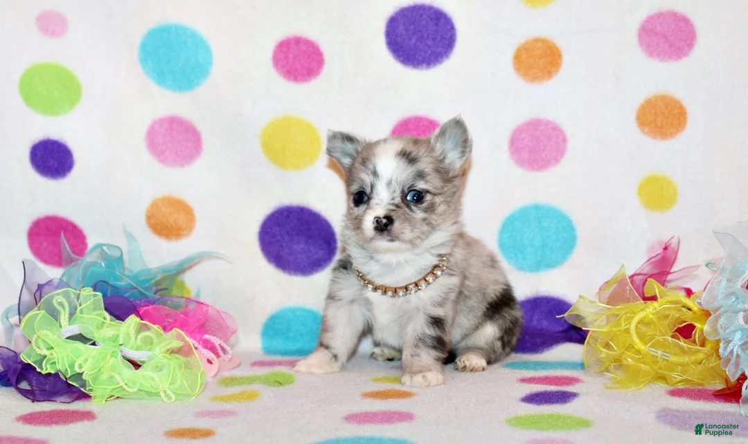 Chihuahua dogs for sale: Preston - Ad 1