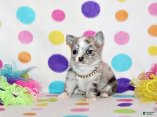 Chihuahua dogs Preston - Ad 22