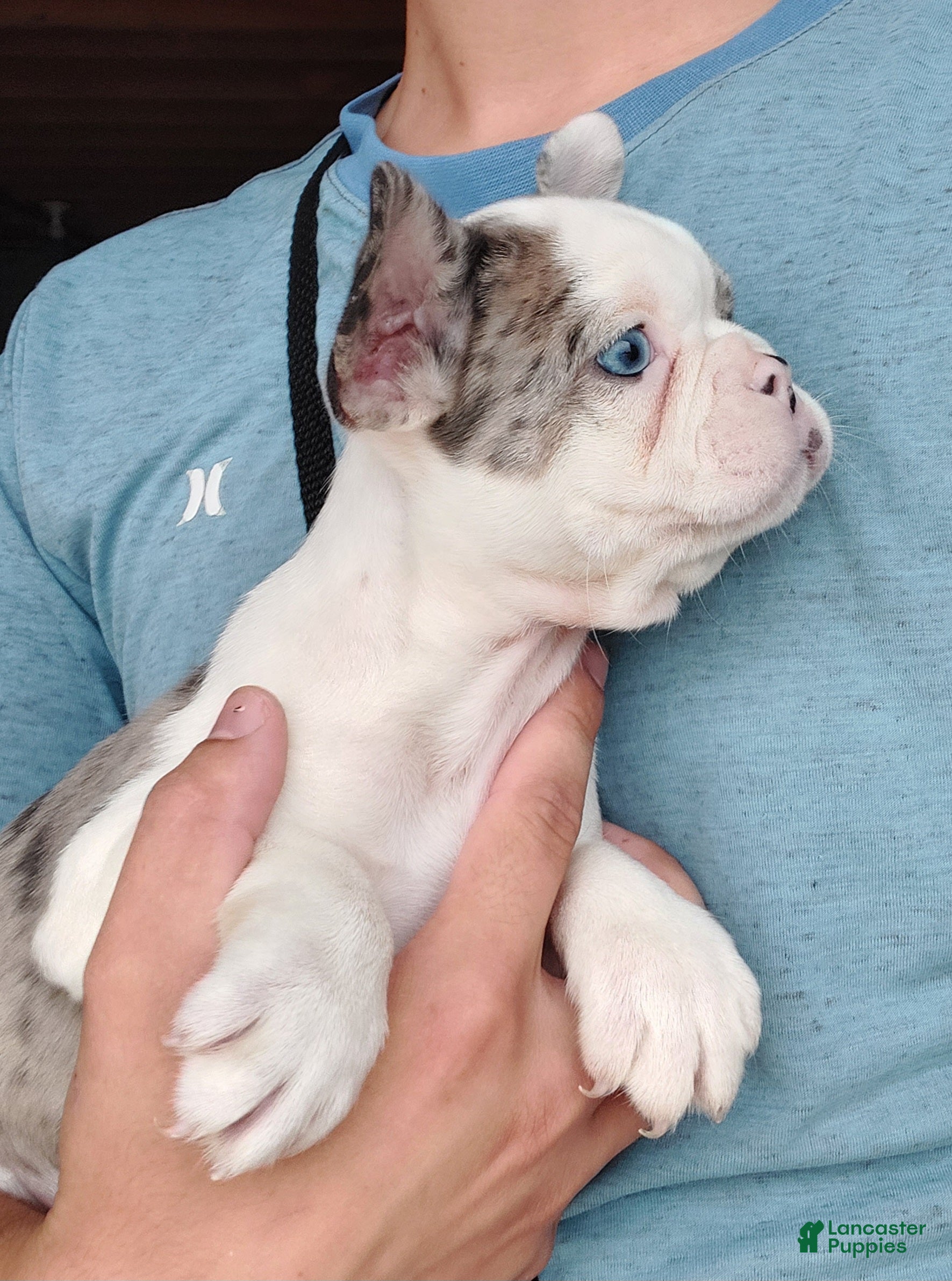 Frenchton dogs Daisy  - Ad 1